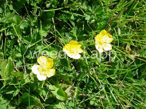 buttercup, creeping